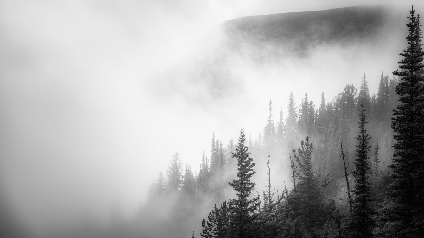 Forest Rainfall Candle